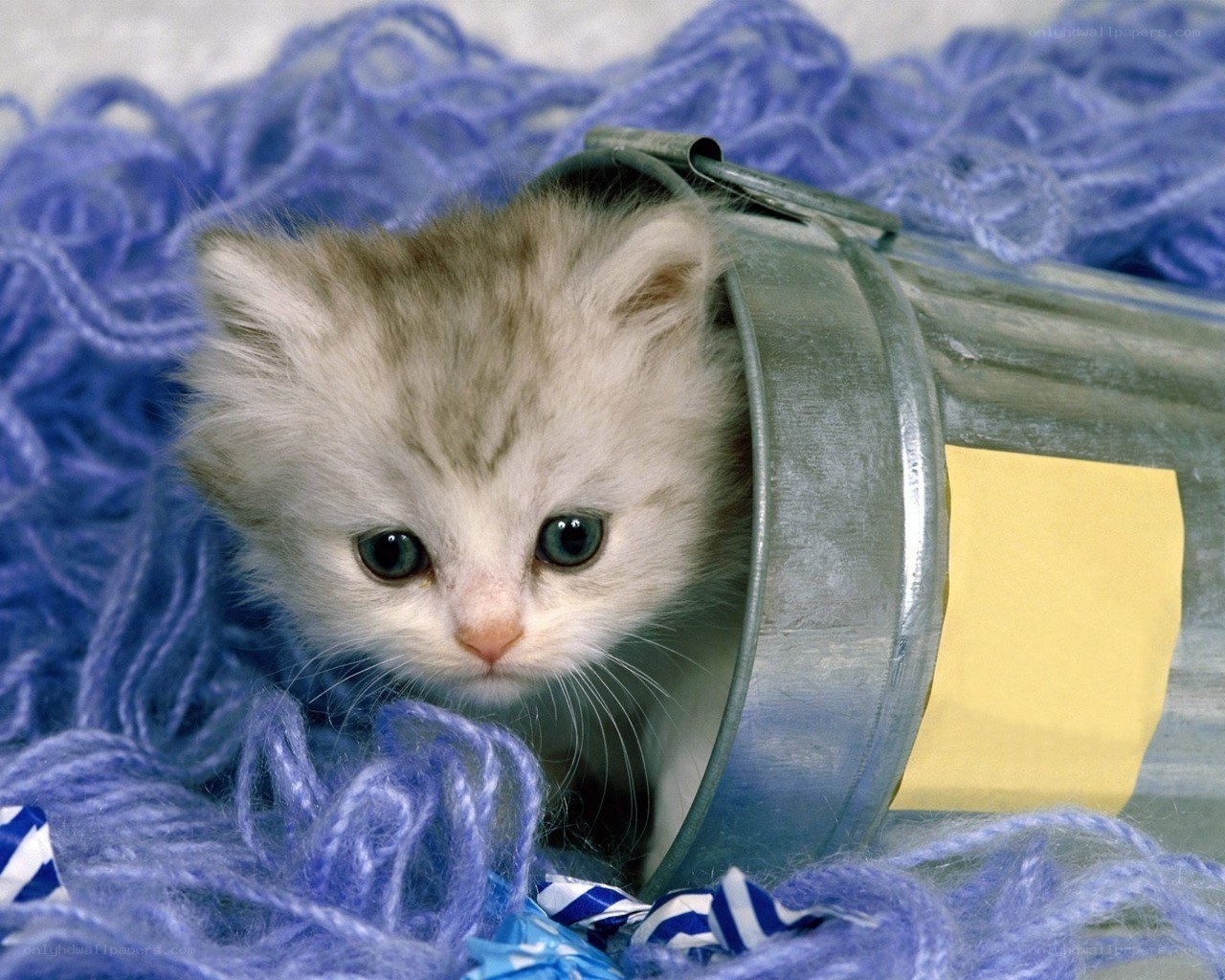 kitten in a metal bucket