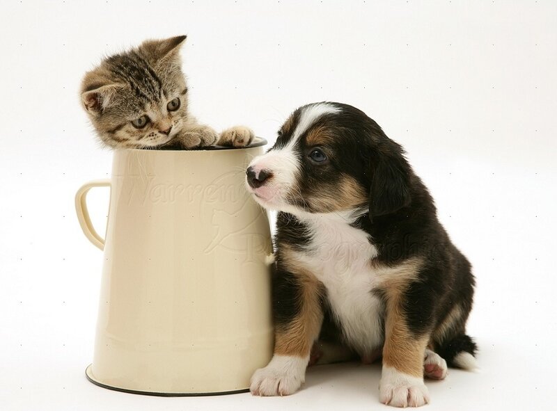 Kitten in a Mug — White