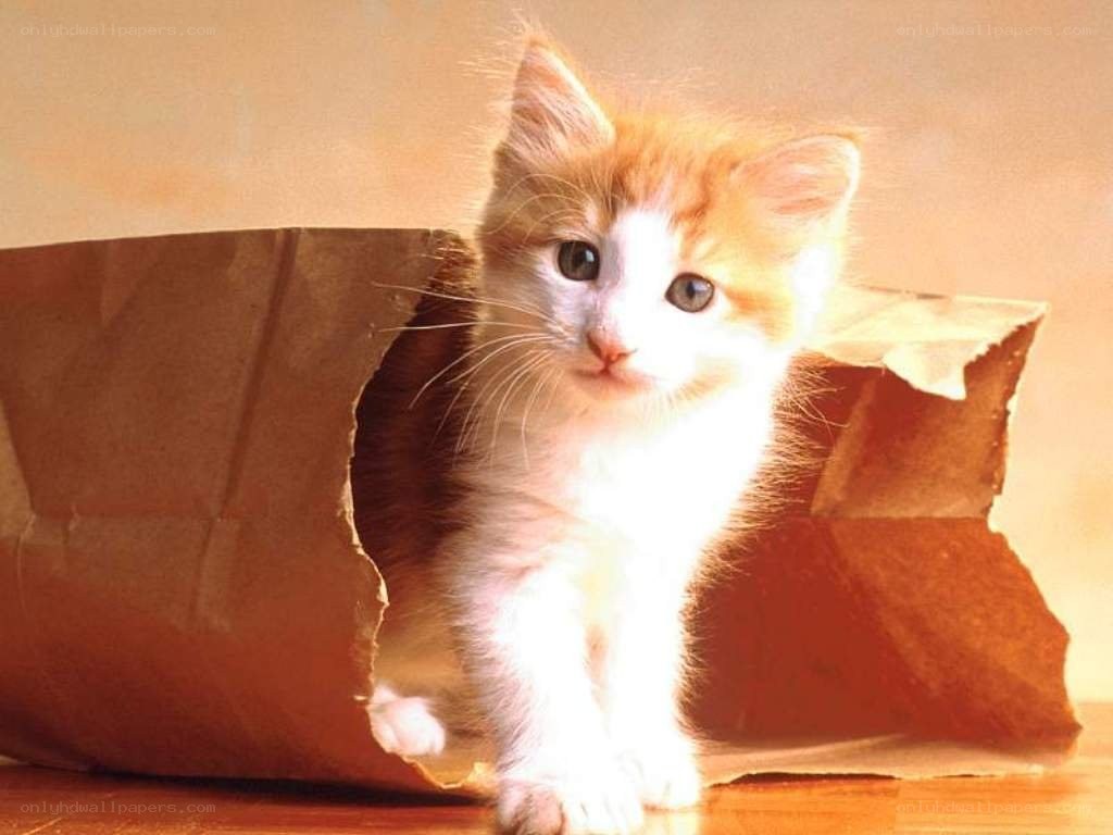 kitten in a paper bag