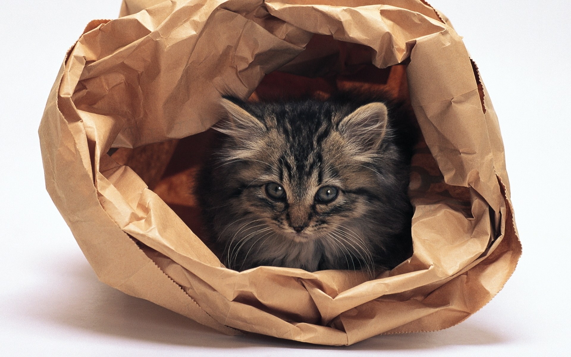 kitten in a paper bag