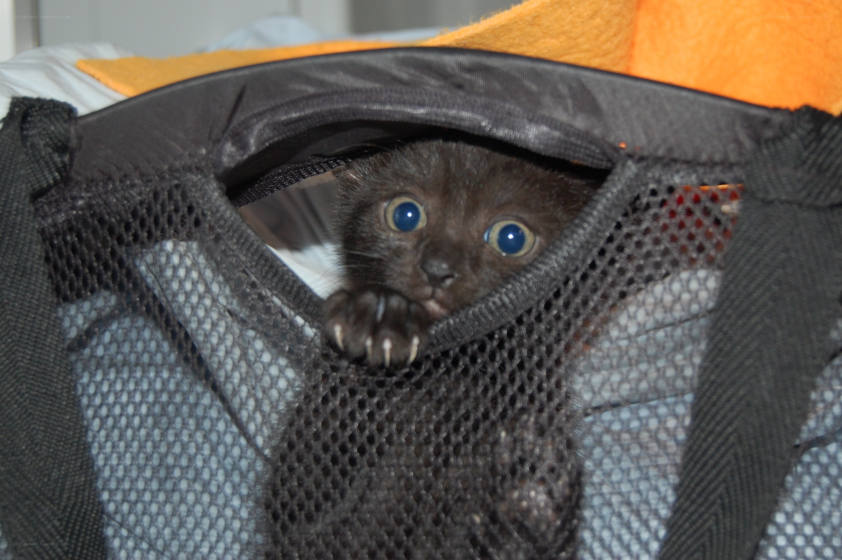 kitten in a pet carrier