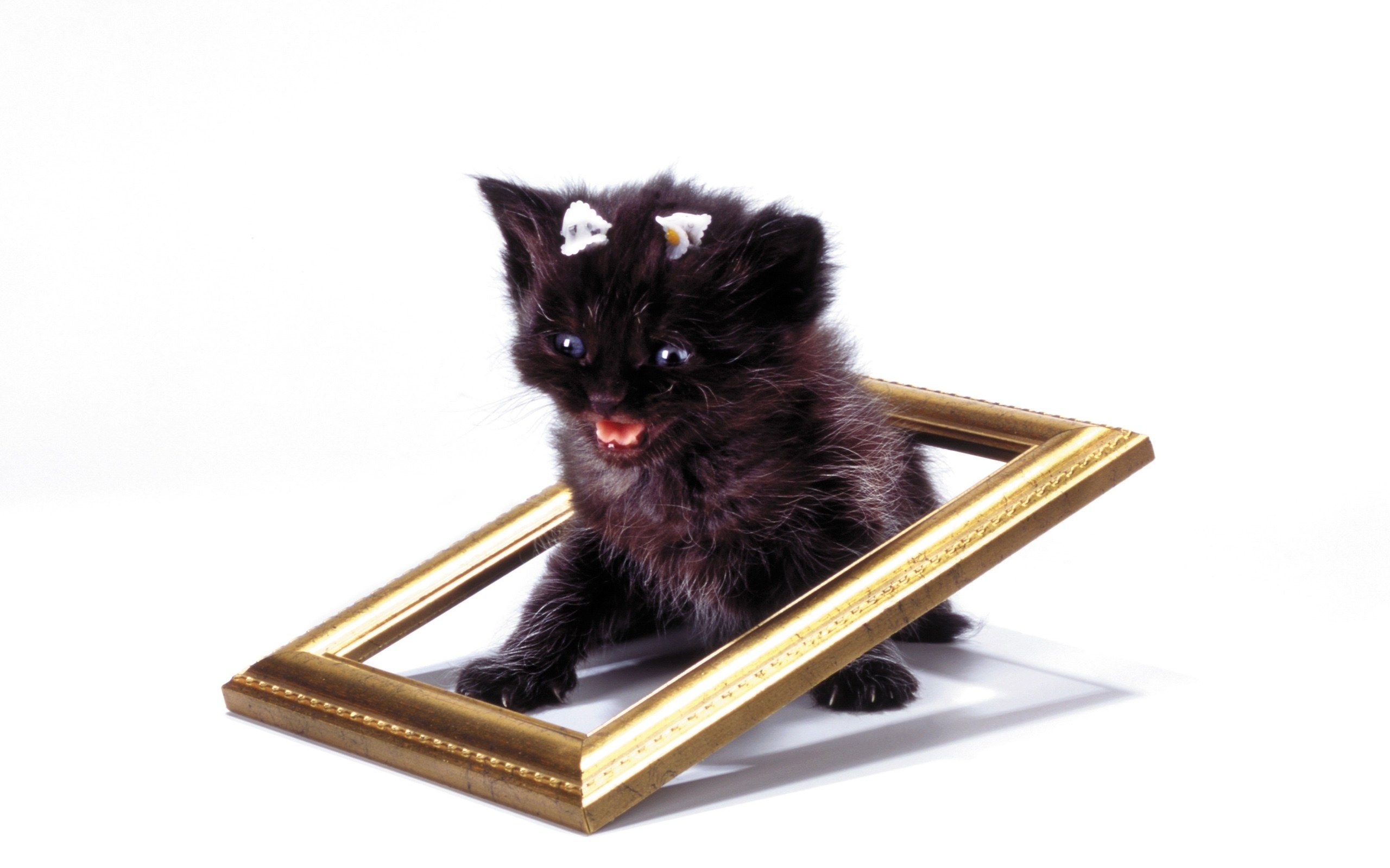 kitten in a picture frame