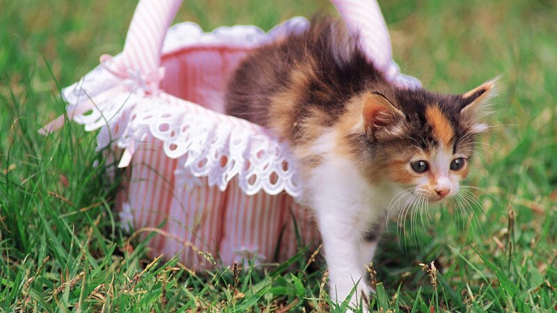 kitten in a pink basket