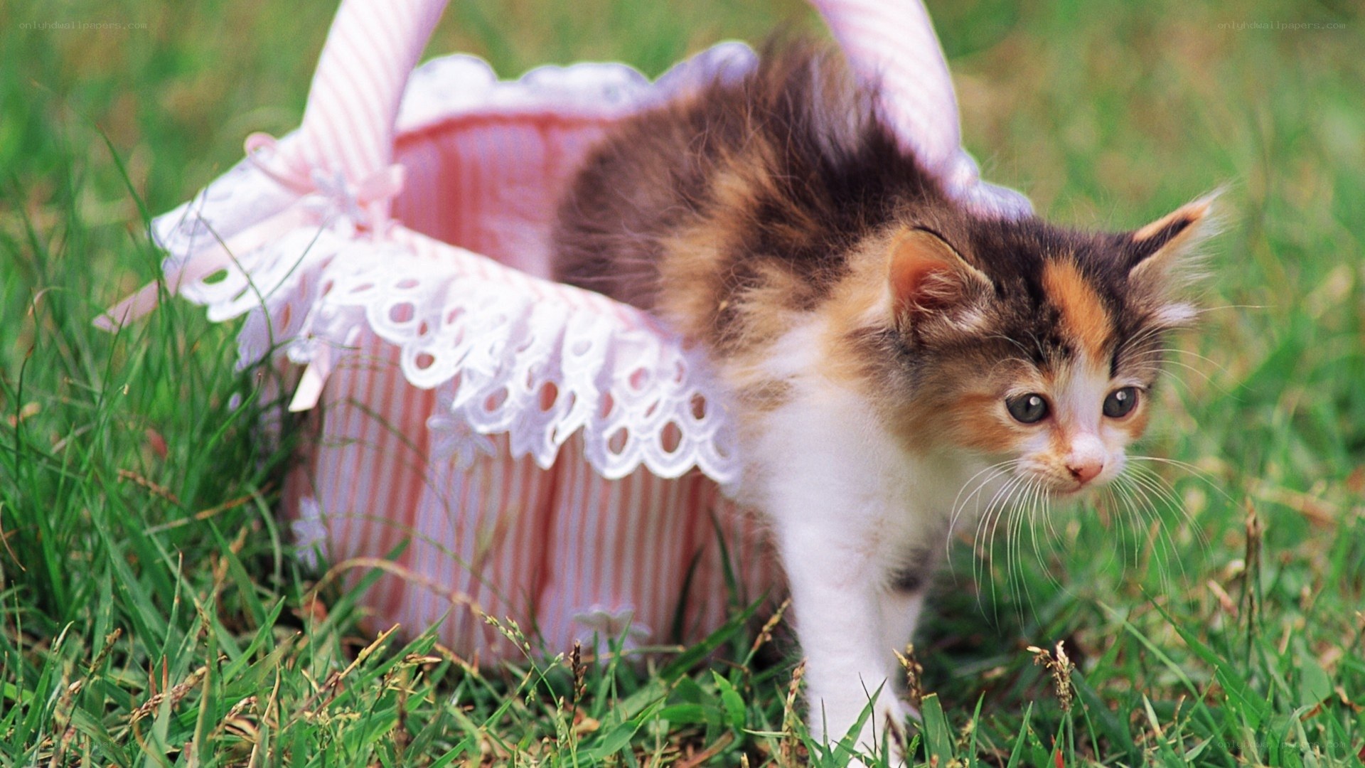 kitten in a pink basket