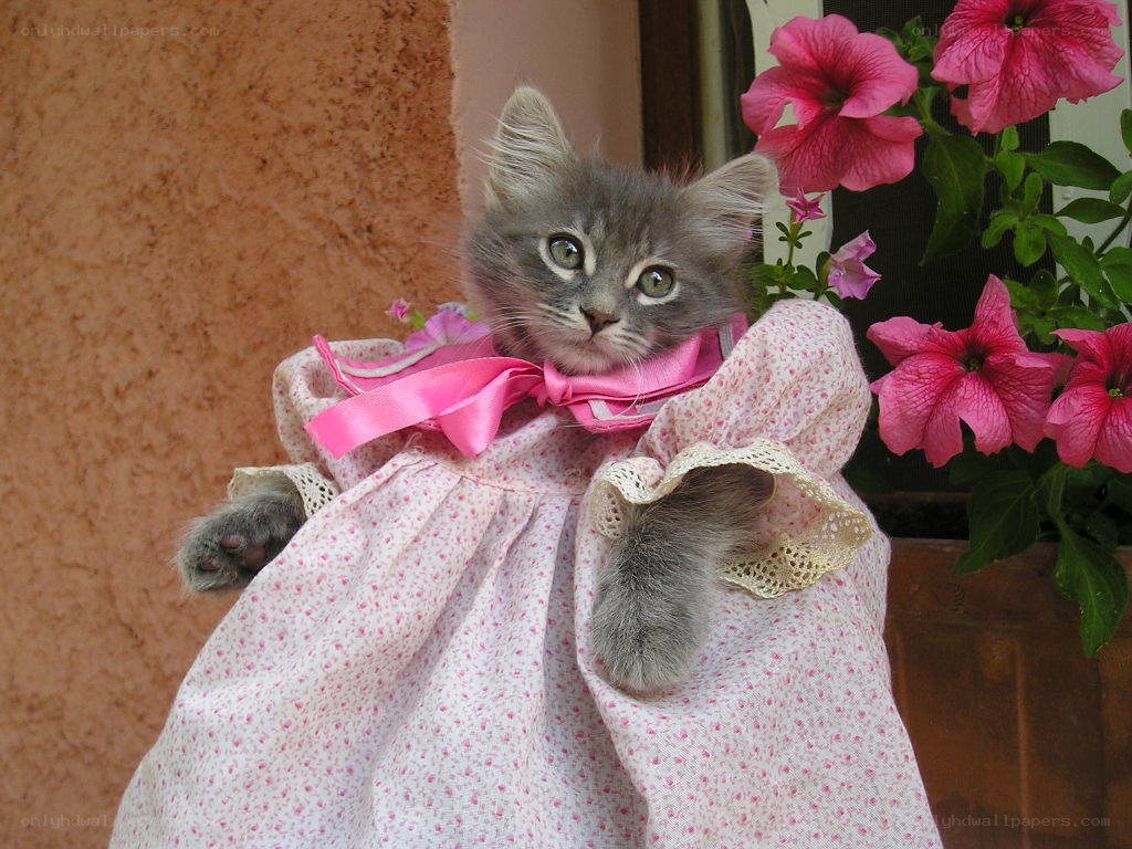 kitten in a pink dress