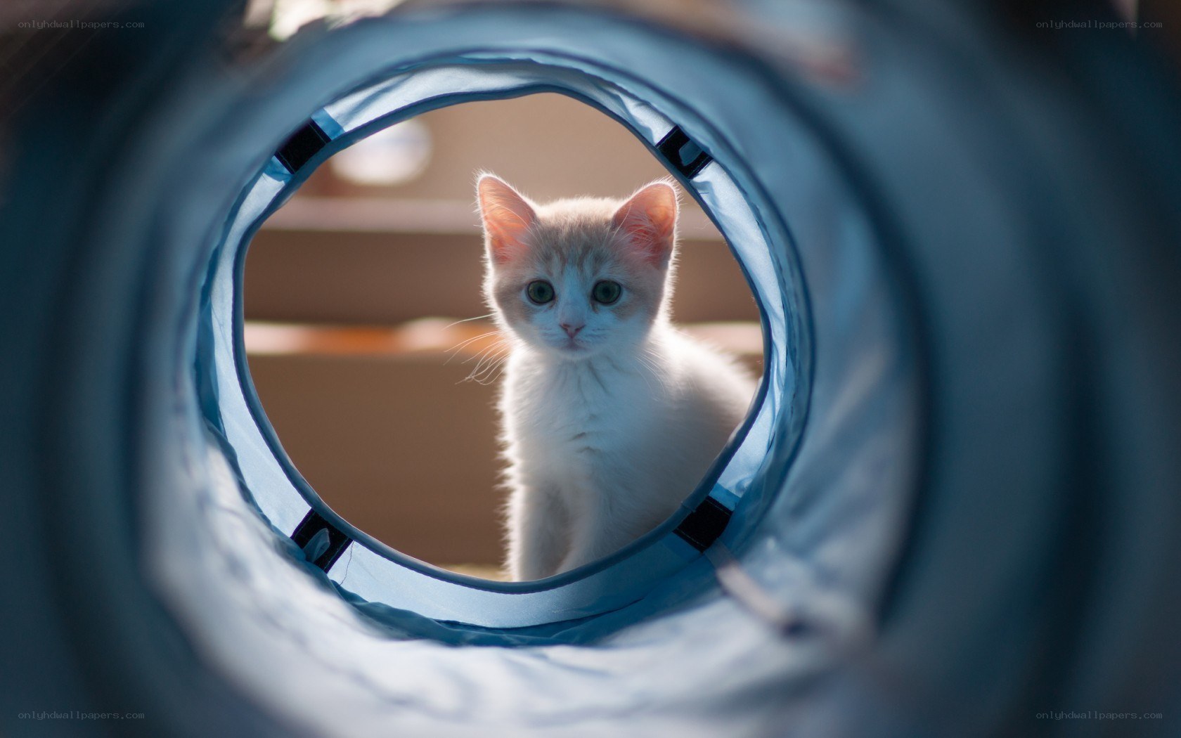 kitten in a play tunnel