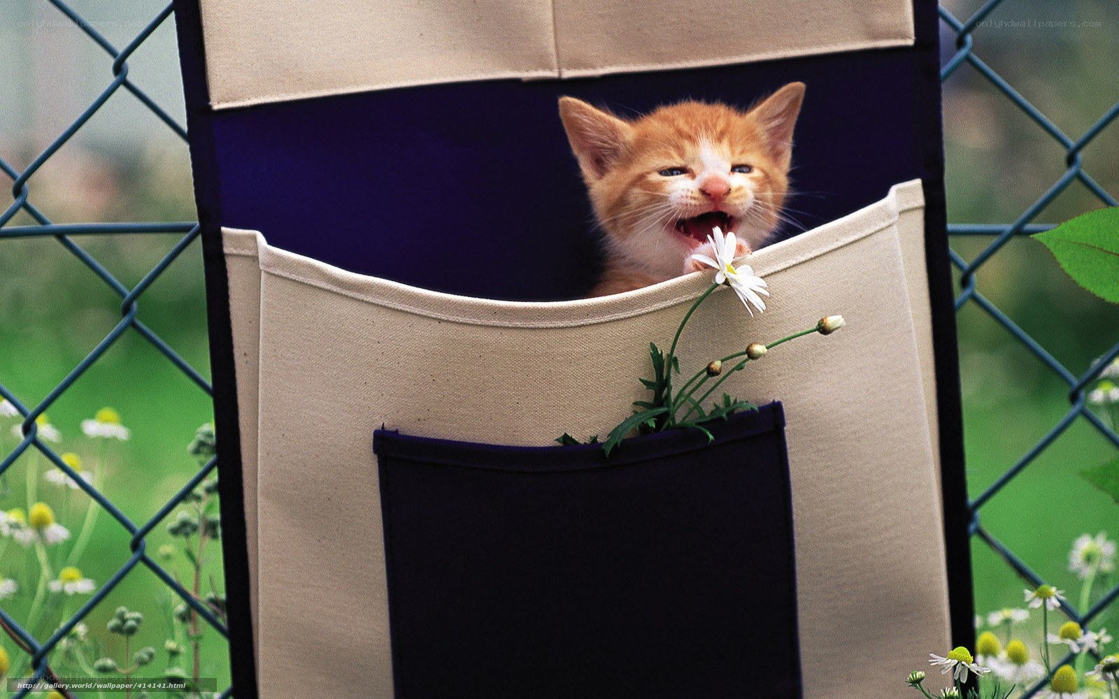 kitten in a pocket