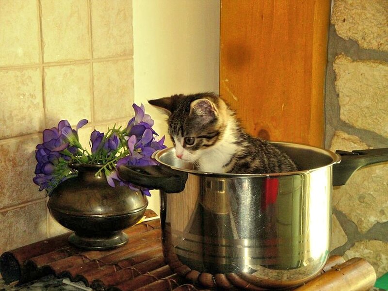 Kitten in a Pot — Purple