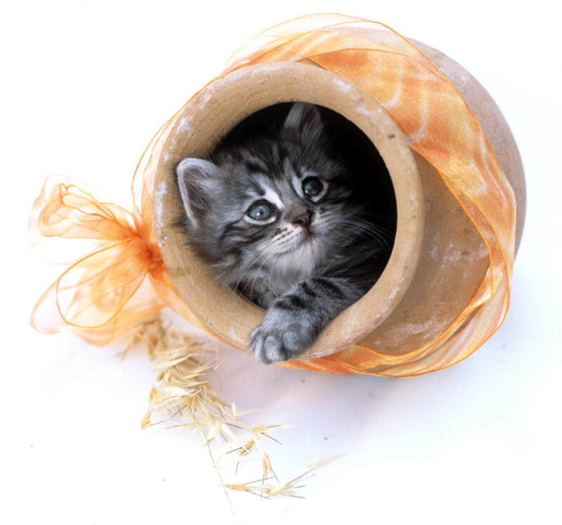 kitten in a pot