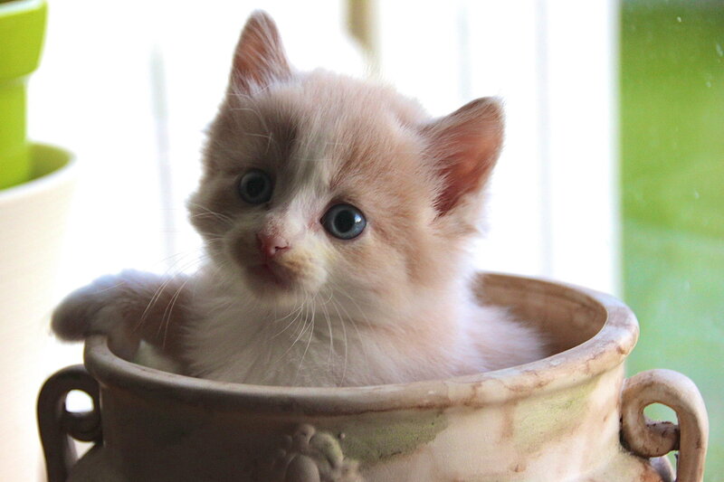 Kitten in a Pot — White