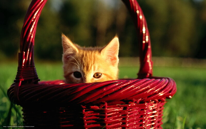kitten in a red basket