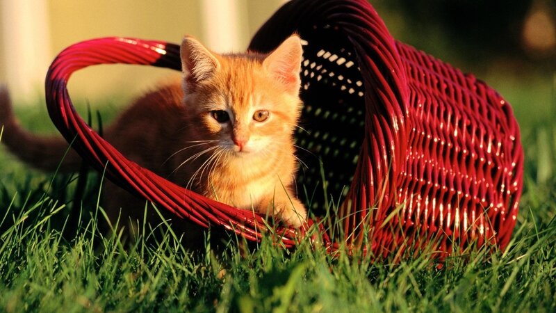 kitten in a red basket