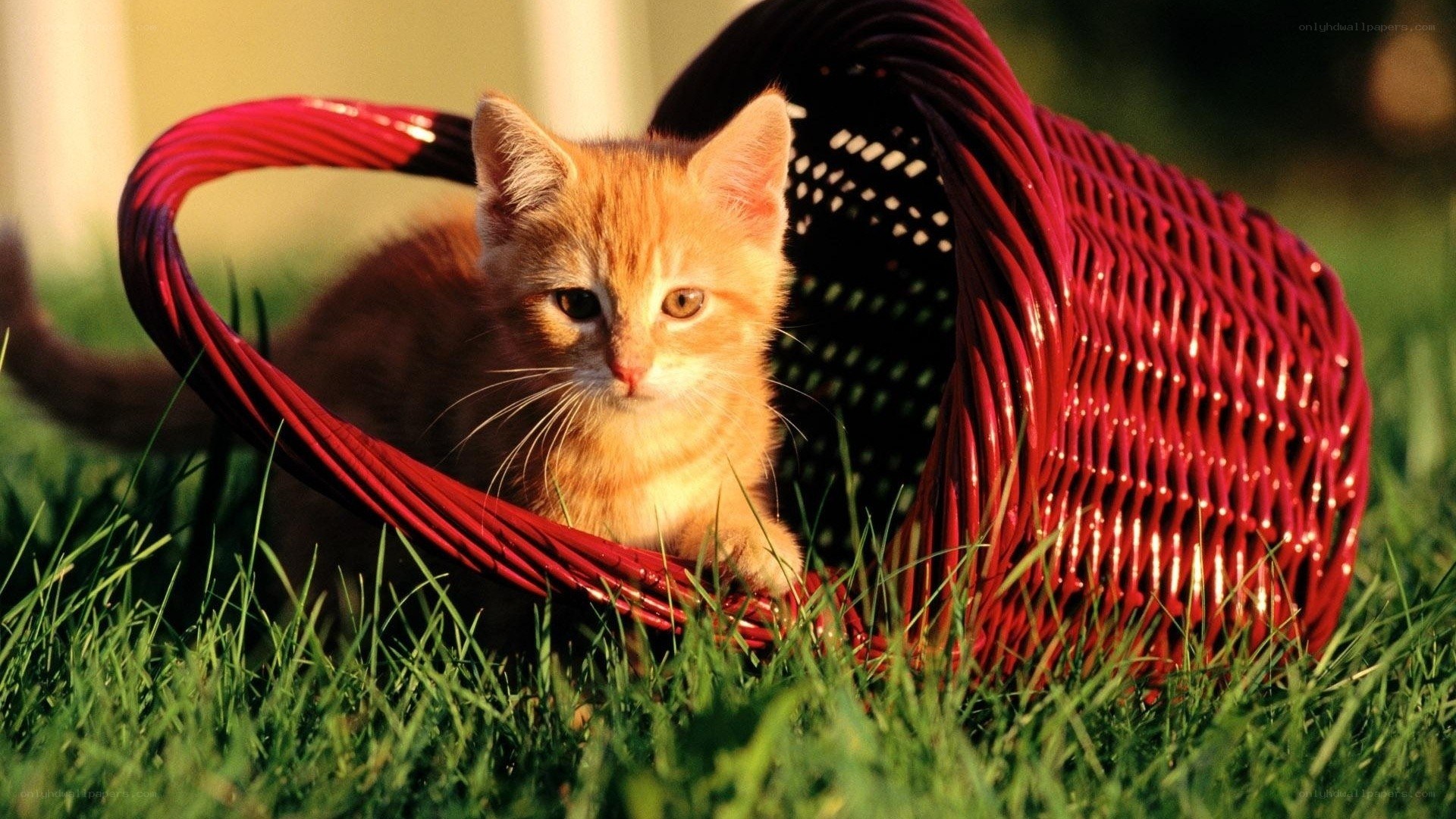 kitten in a red basket