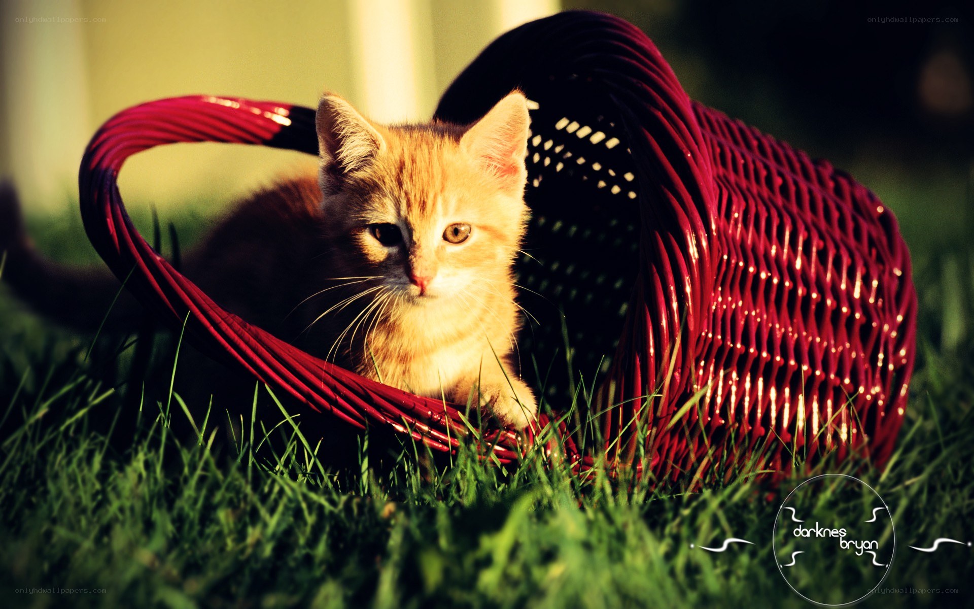 kitten in a red basket