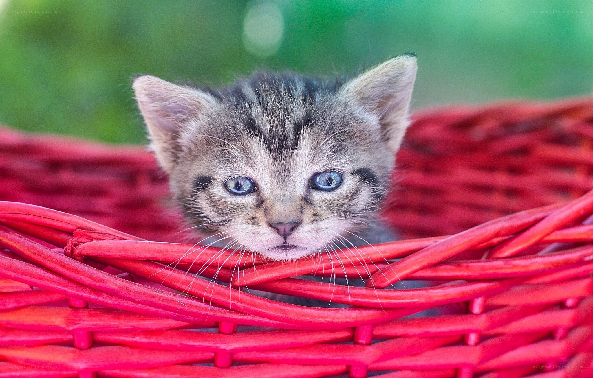 kitten in a red basket