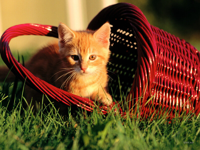 Kitten in a red basket