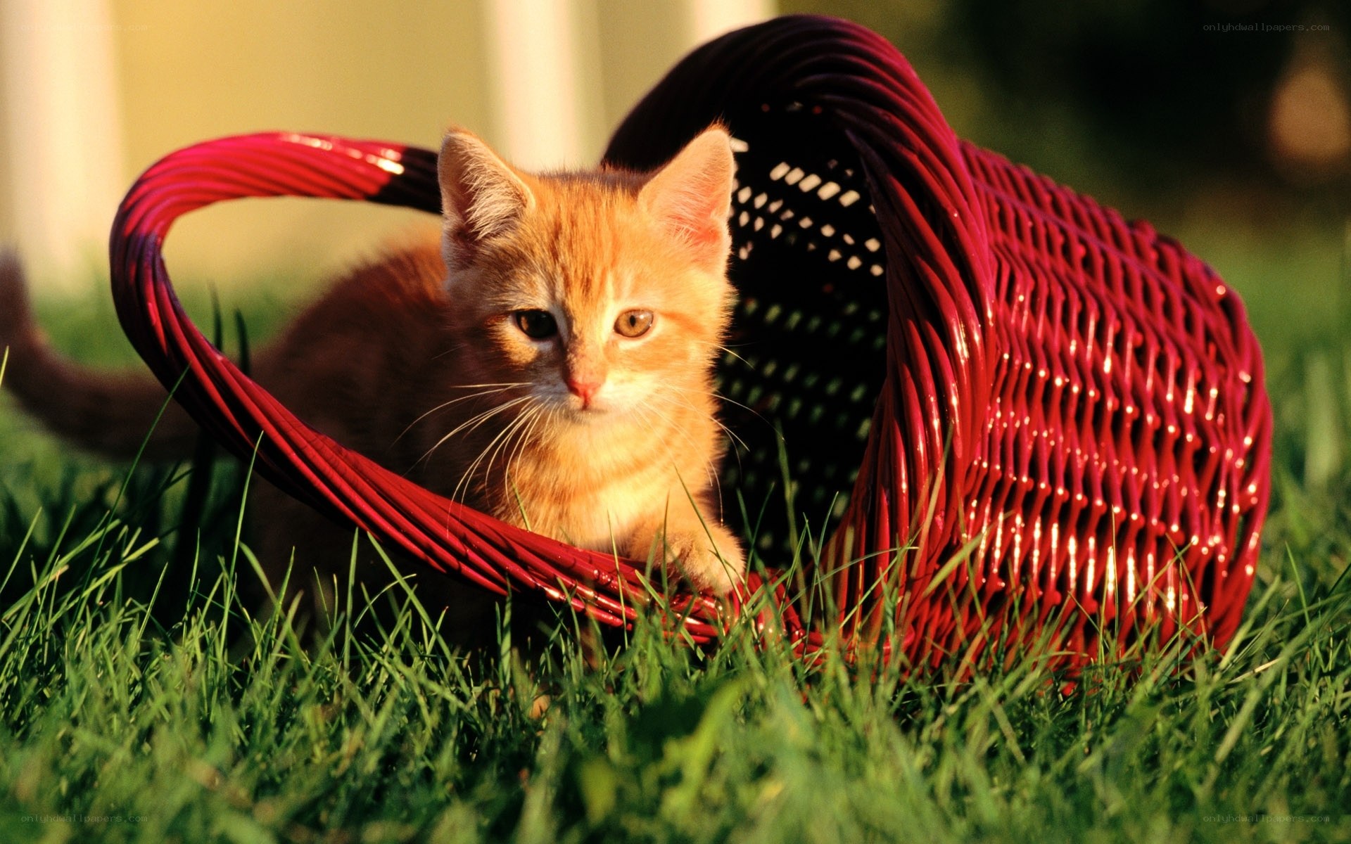 kitten in a red basket