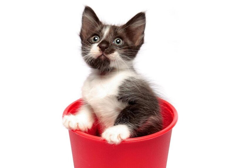 kitten in a red bucket