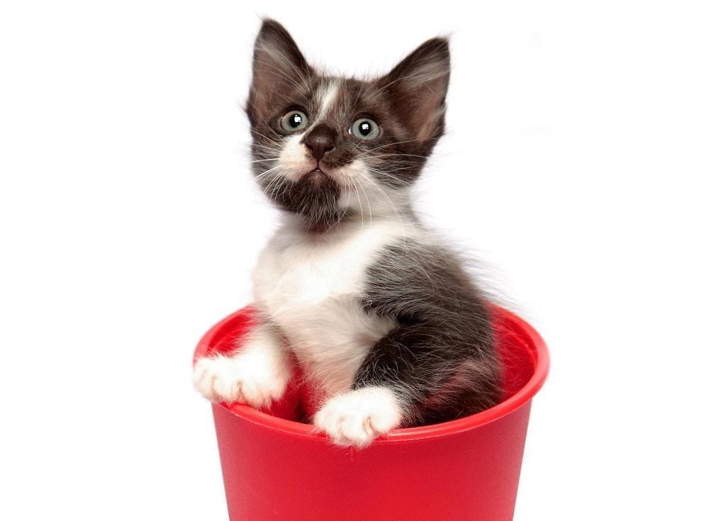 kitten in a red bucket