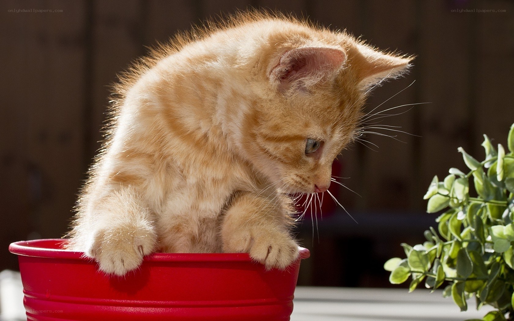 kitten in a red bucket