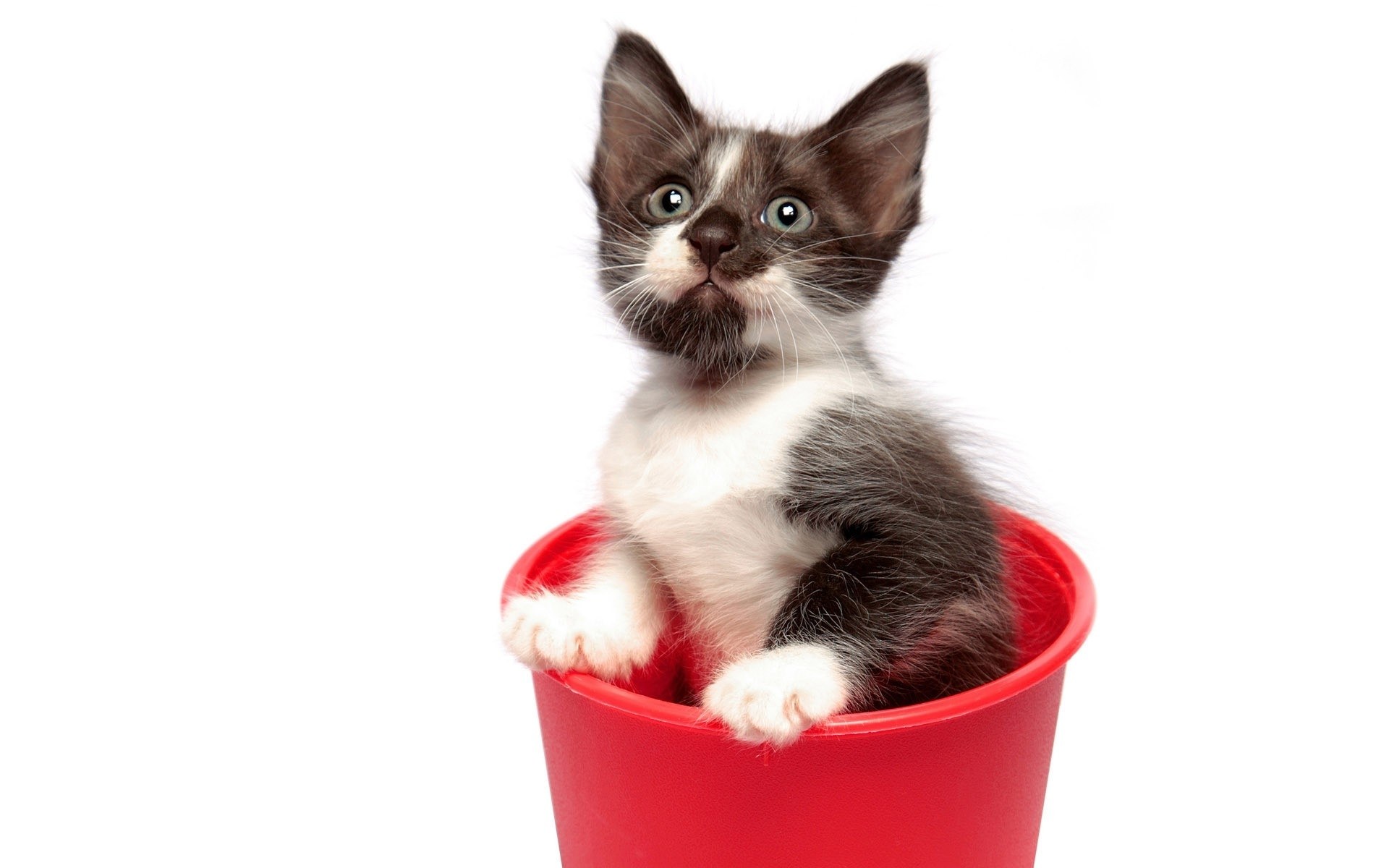 kitten in a red cup