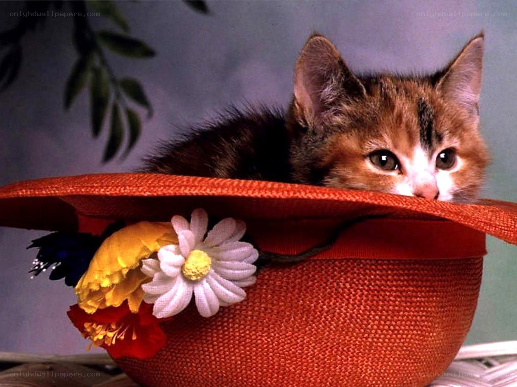 kitten in a red hat