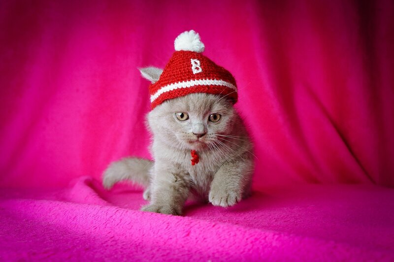 kitten in a red hat