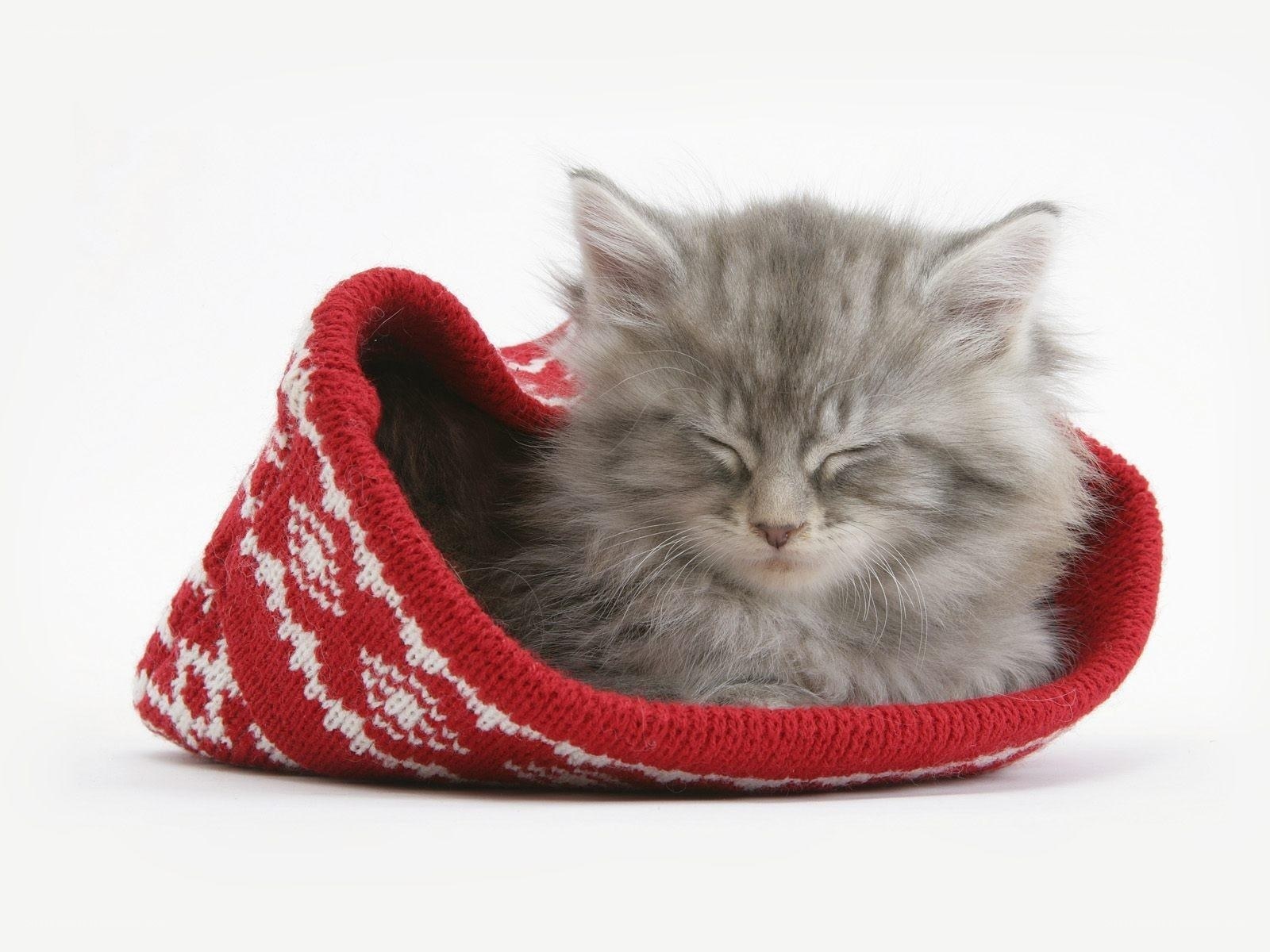 kitten in a red slipper