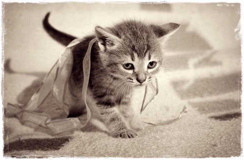 Kitten in a Ribbon