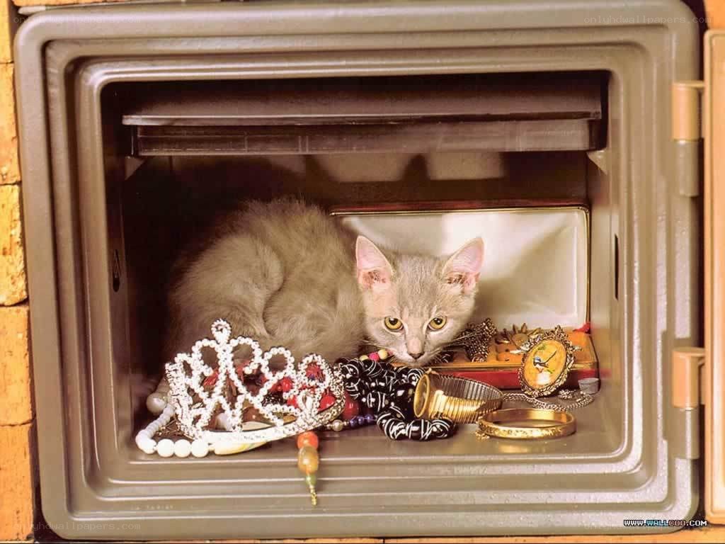 kitten in a safe with jewelry
