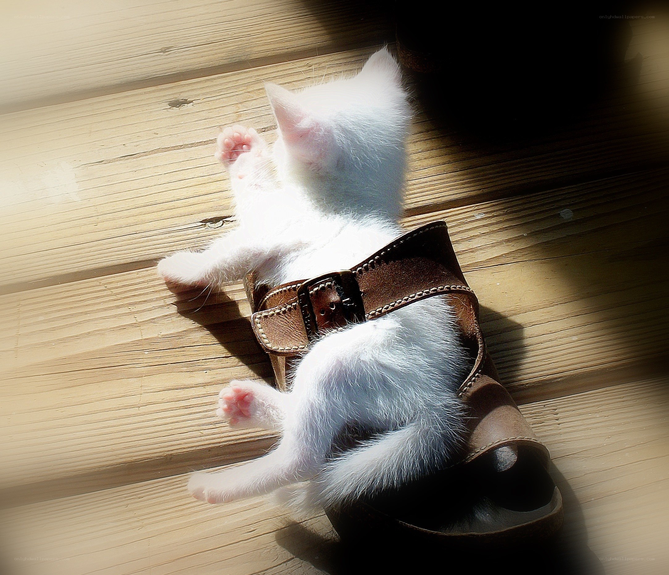 kitten in a sandal