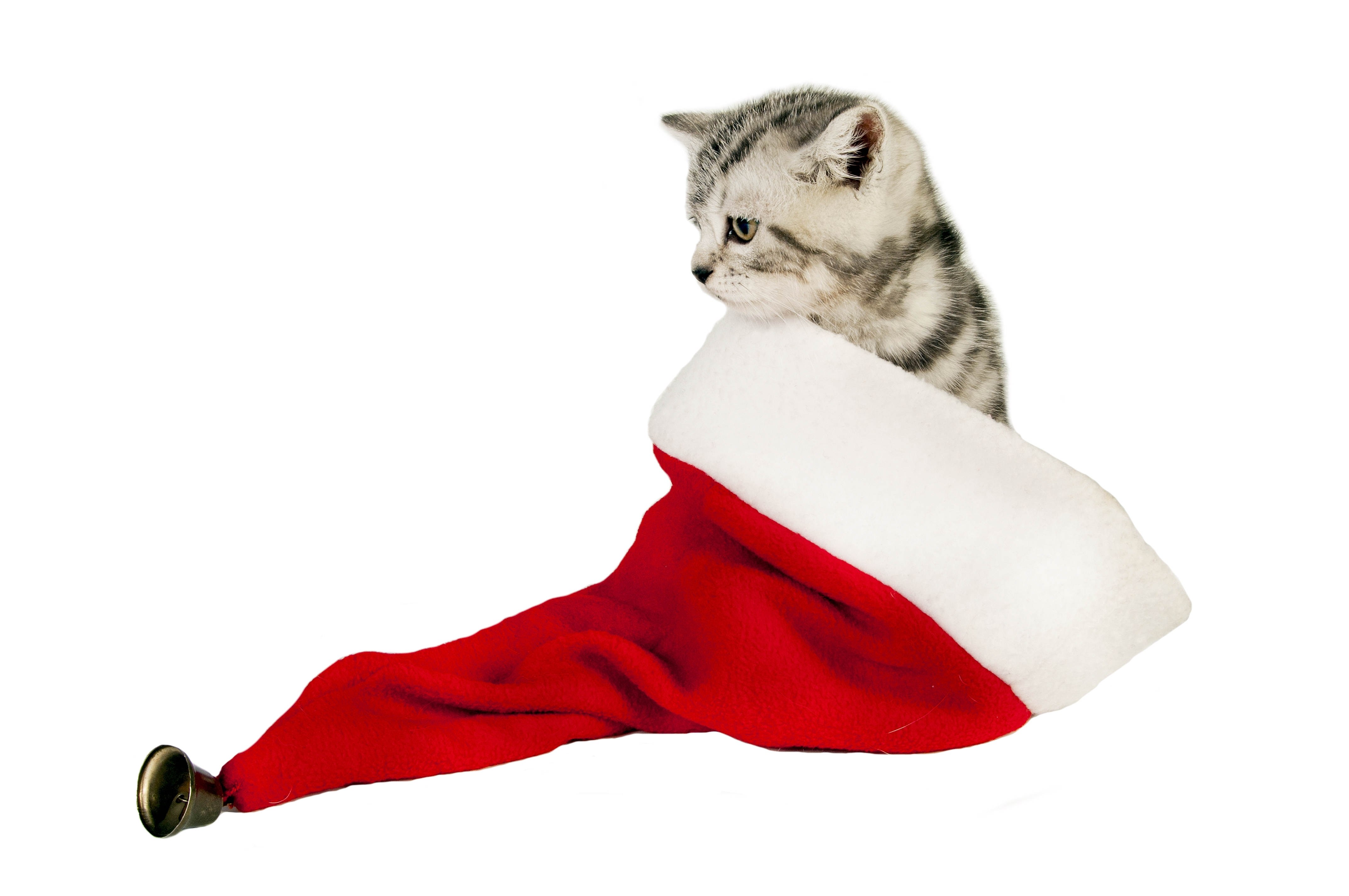 kitten in a santa hat