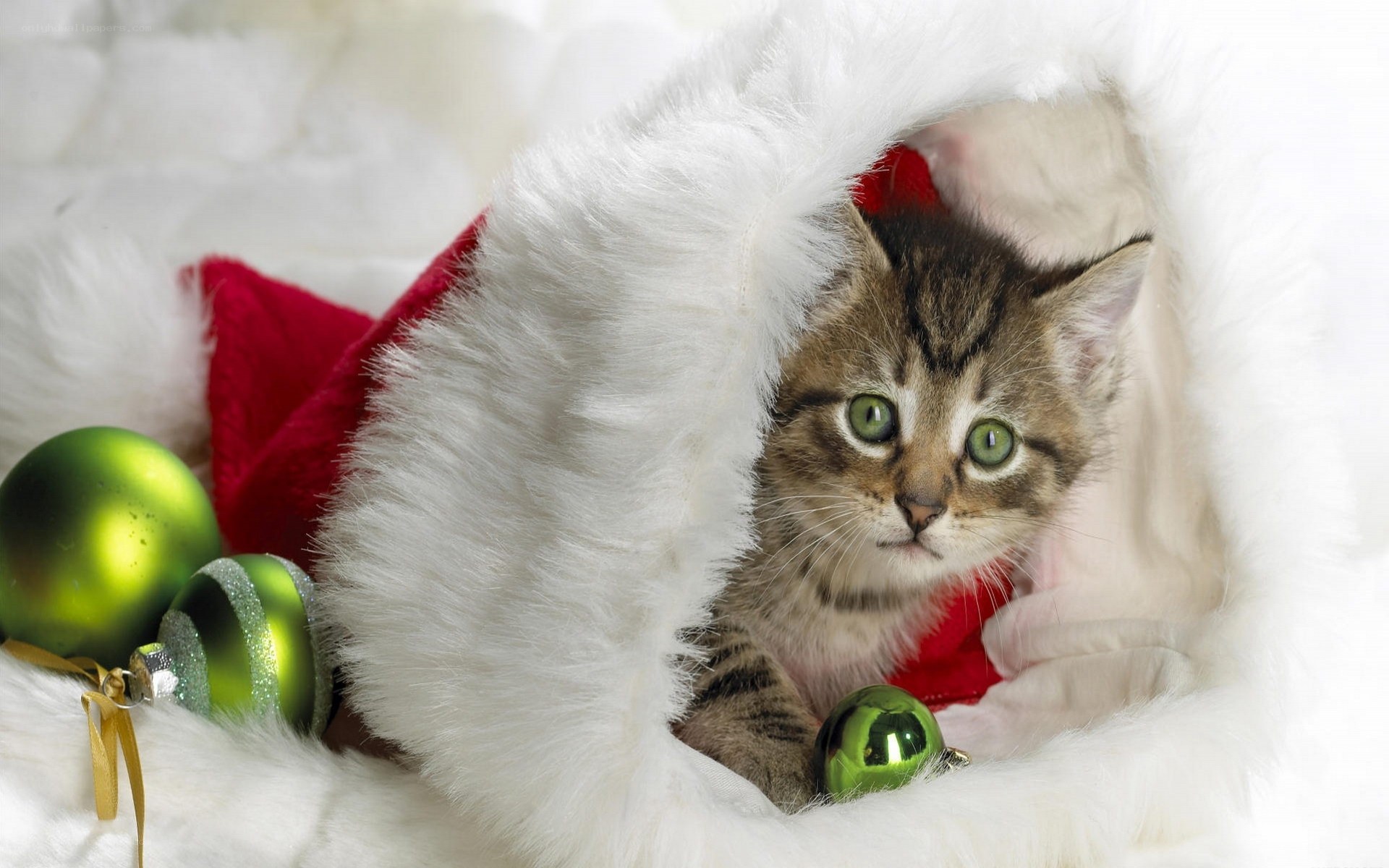 kitten in a santa hat