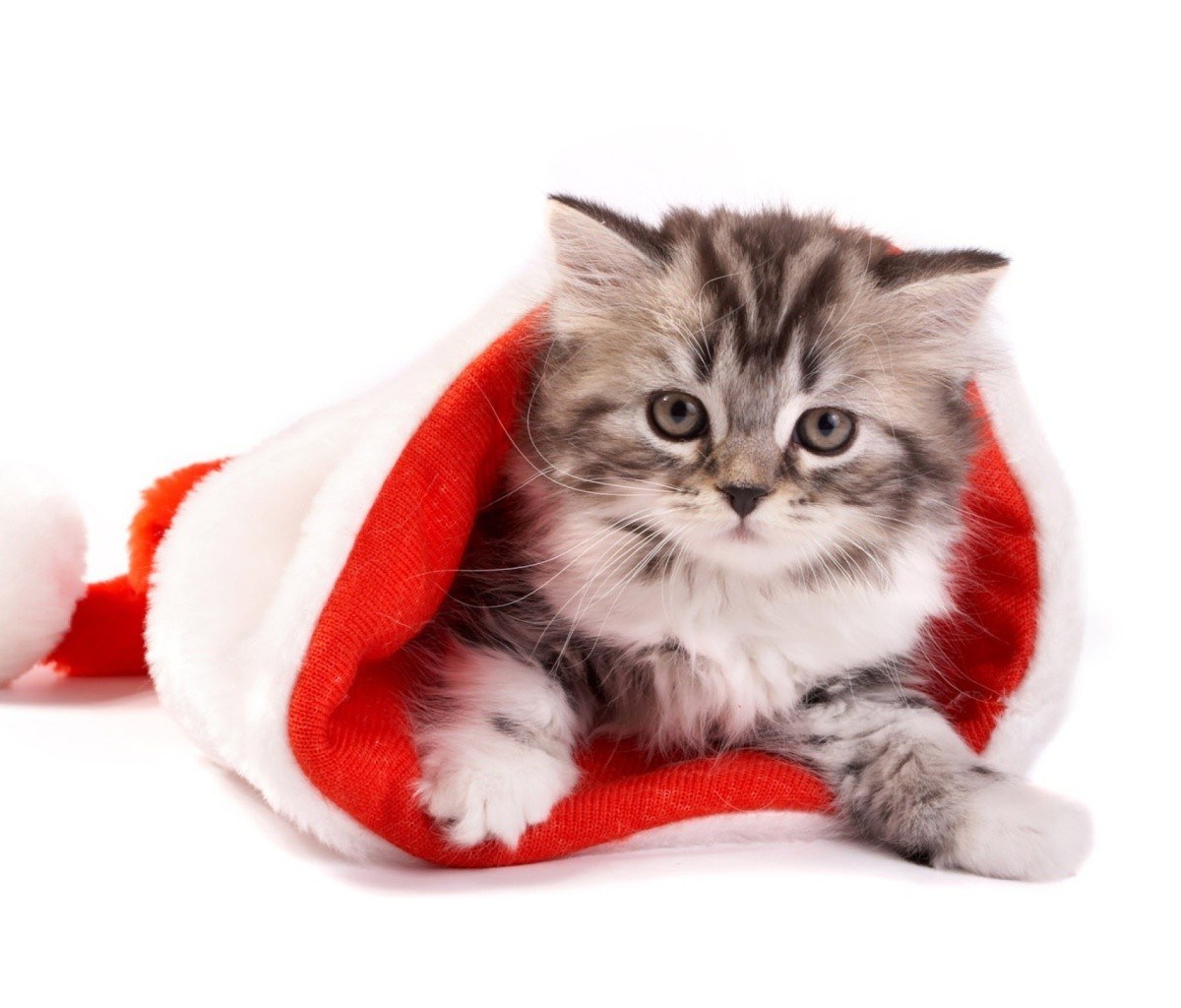 kitten in a santa hat