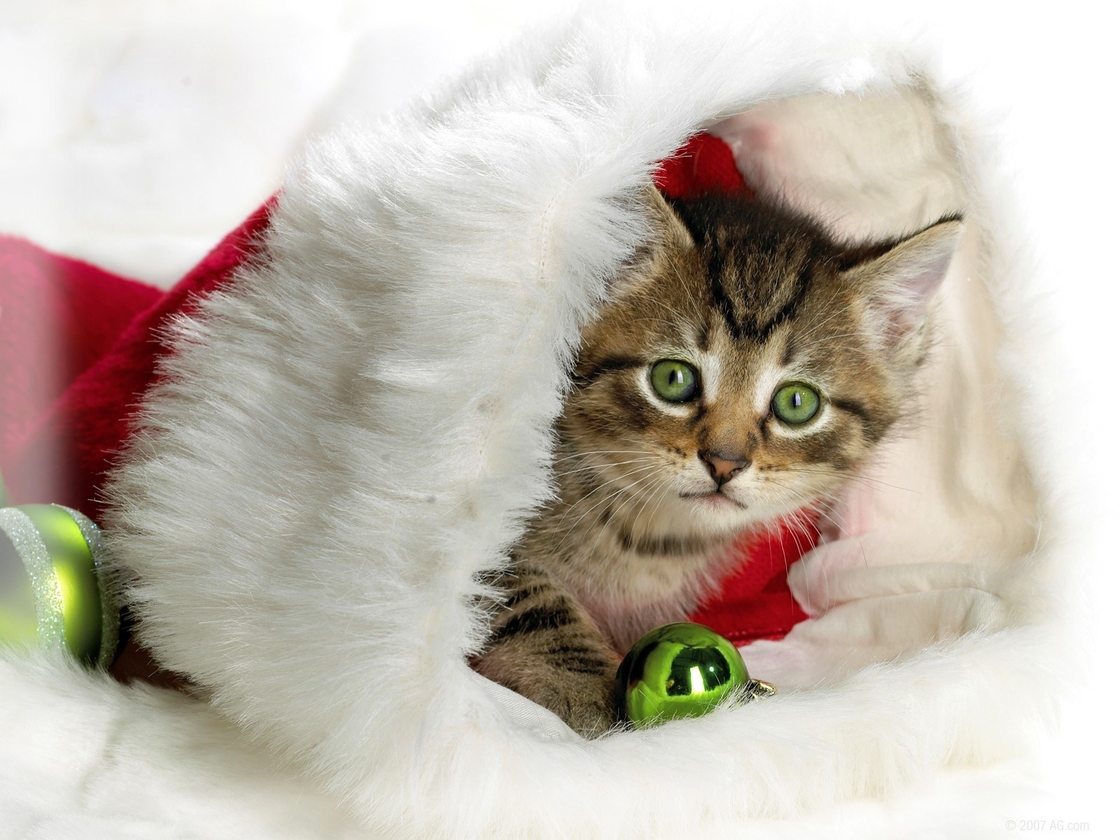 kitten in a santa hat