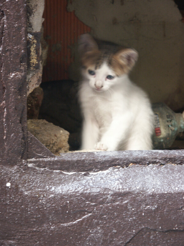 kitten in a sheltered spot