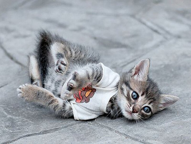 Kitten in a Shirt
