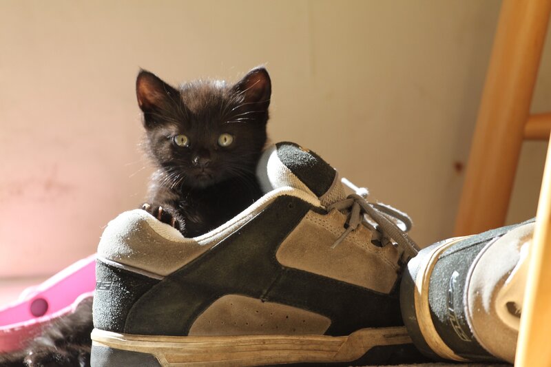 kitten in a shoe