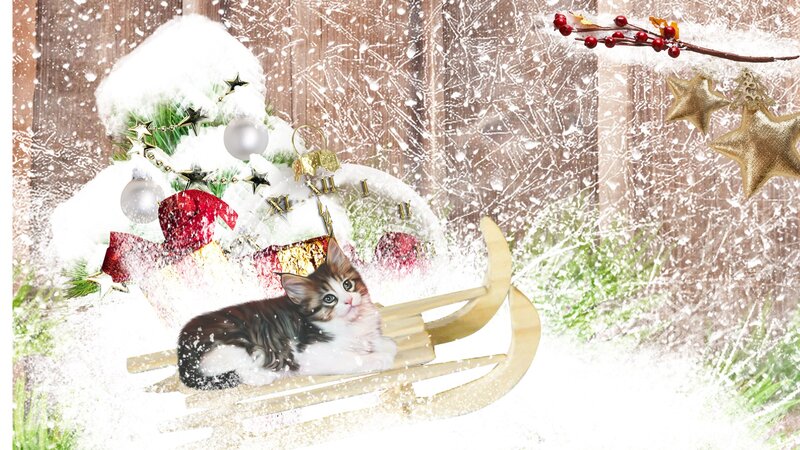 Kitten in a Sleigh