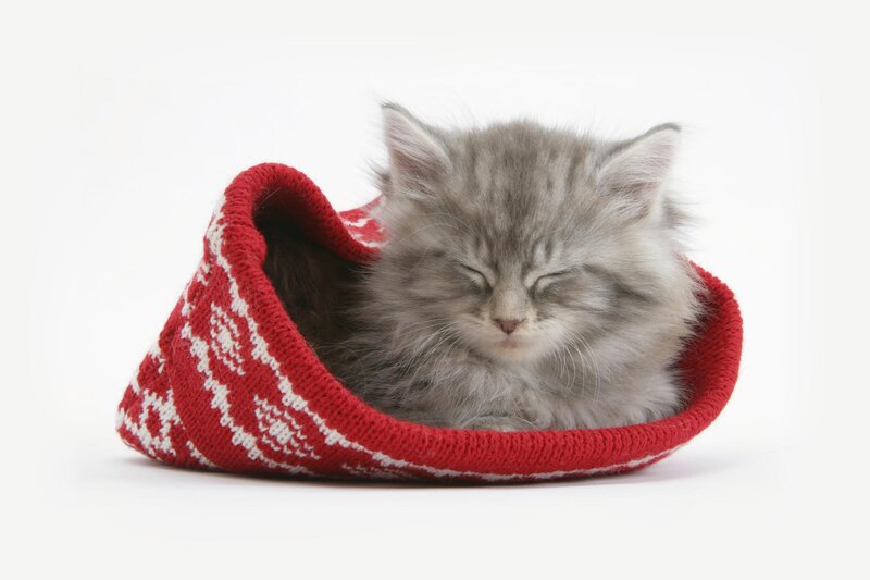 kitten in a slipper