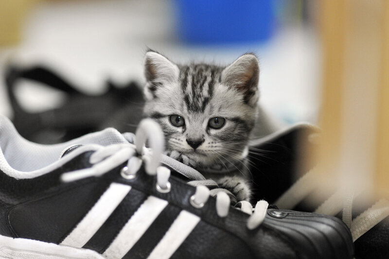 kitten in a sneaker