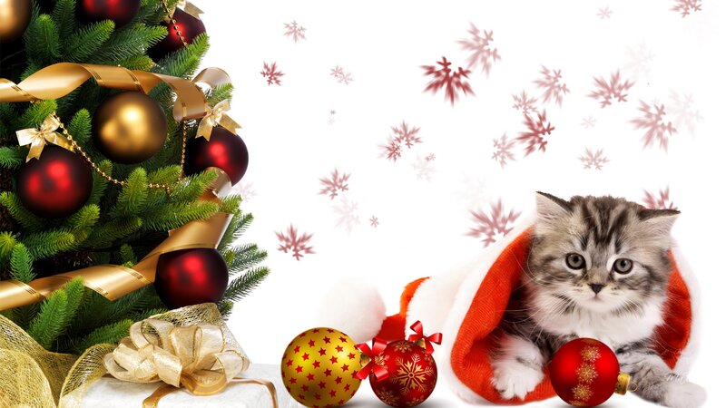 Kitten in a Stocking — Red