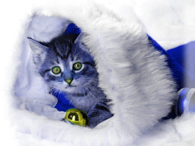 Kitten in a Stocking — White