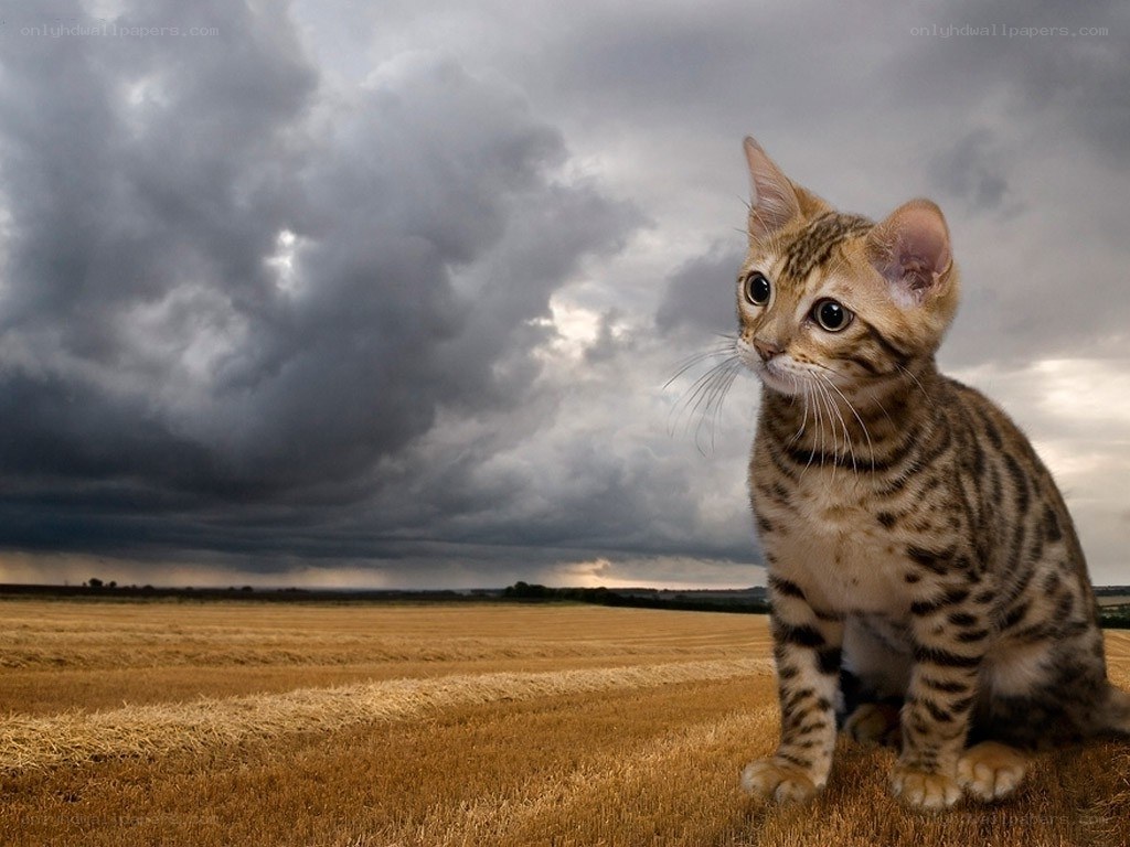 kitten in a stormy field
