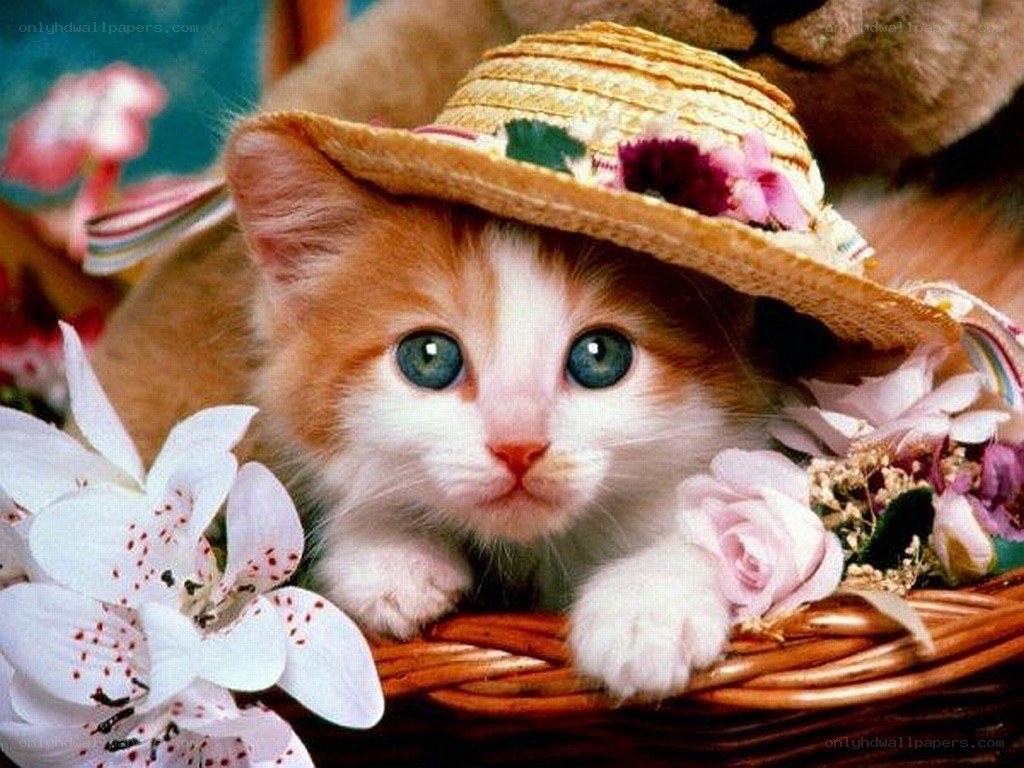 kitten in a straw hat