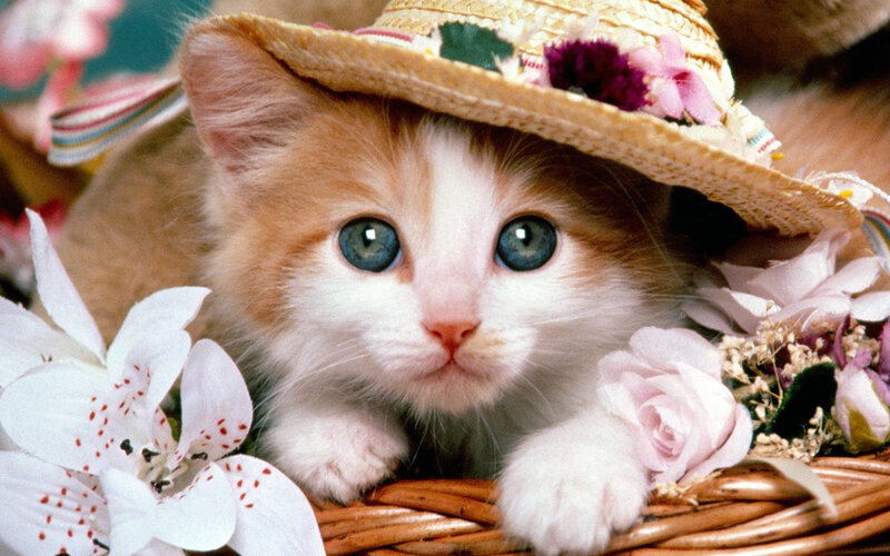 kitten in a straw hat