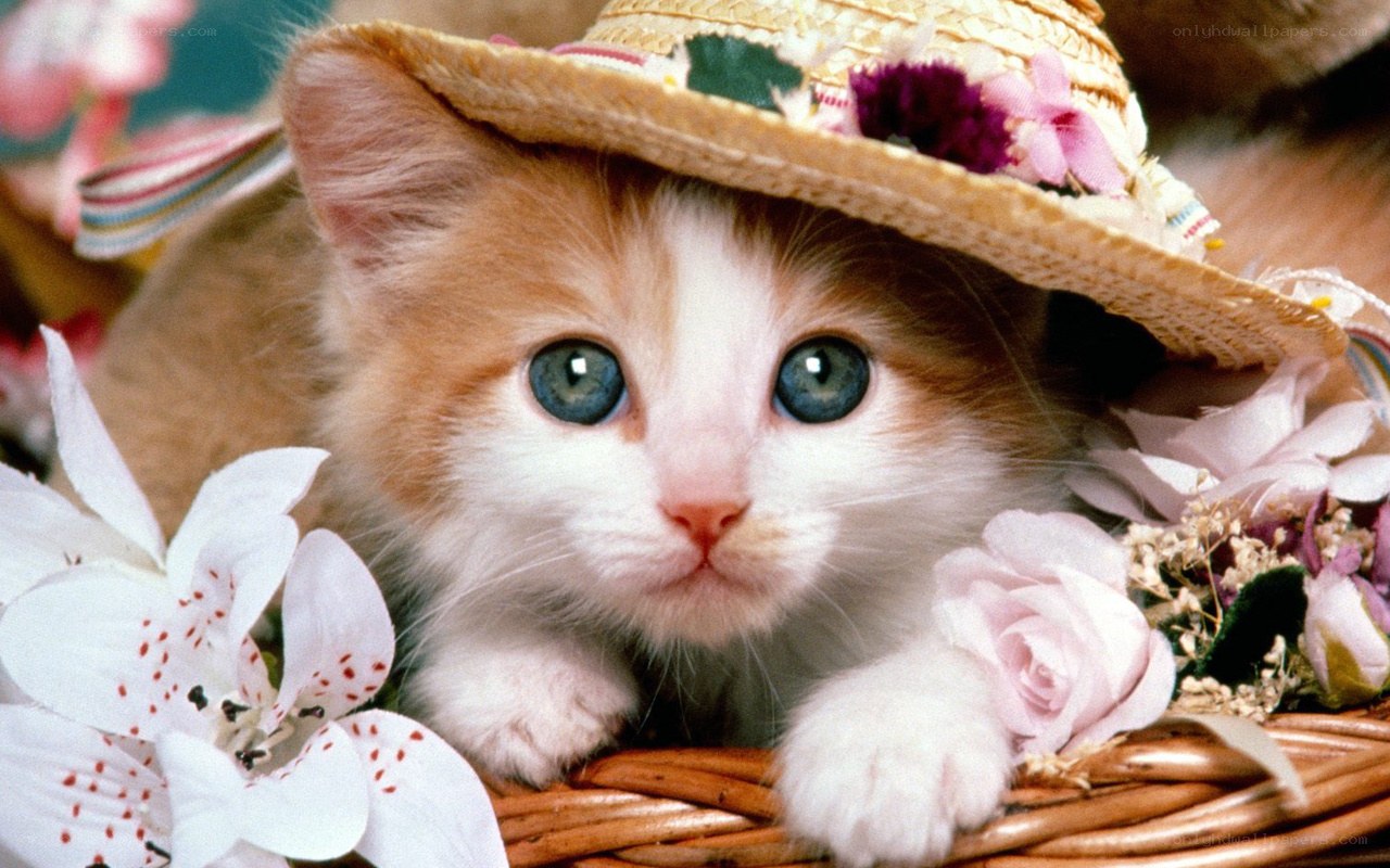 kitten in a straw hat