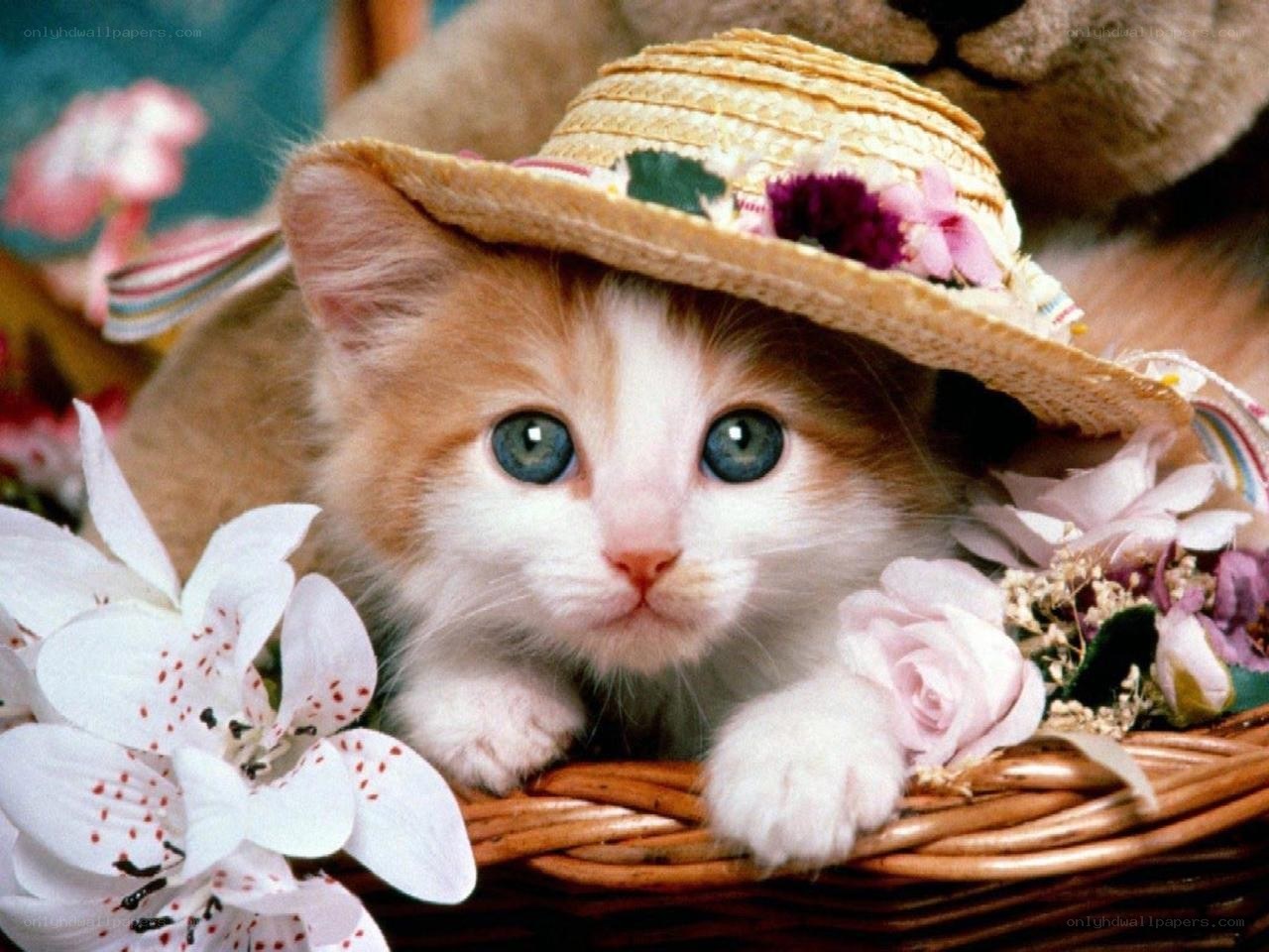 kitten in a straw hat