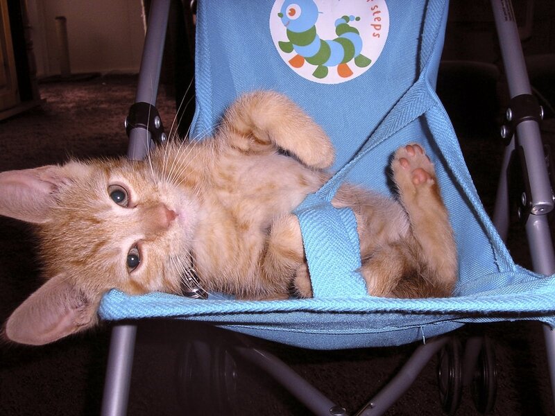 kitten in a stroller
