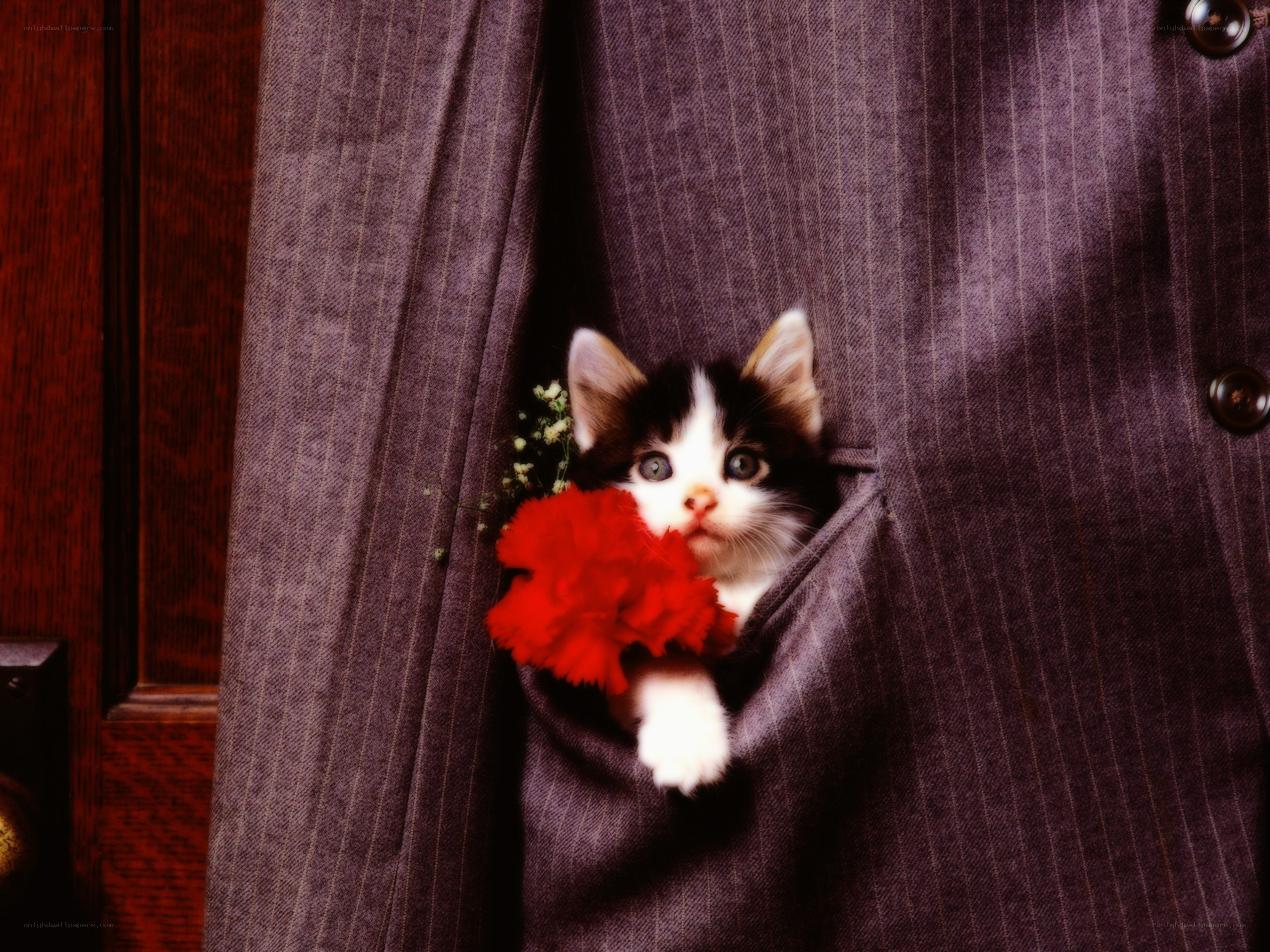 kitten in a suit pocket